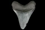 Fossil Megalodon Tooth - South Carolina #130713-2
